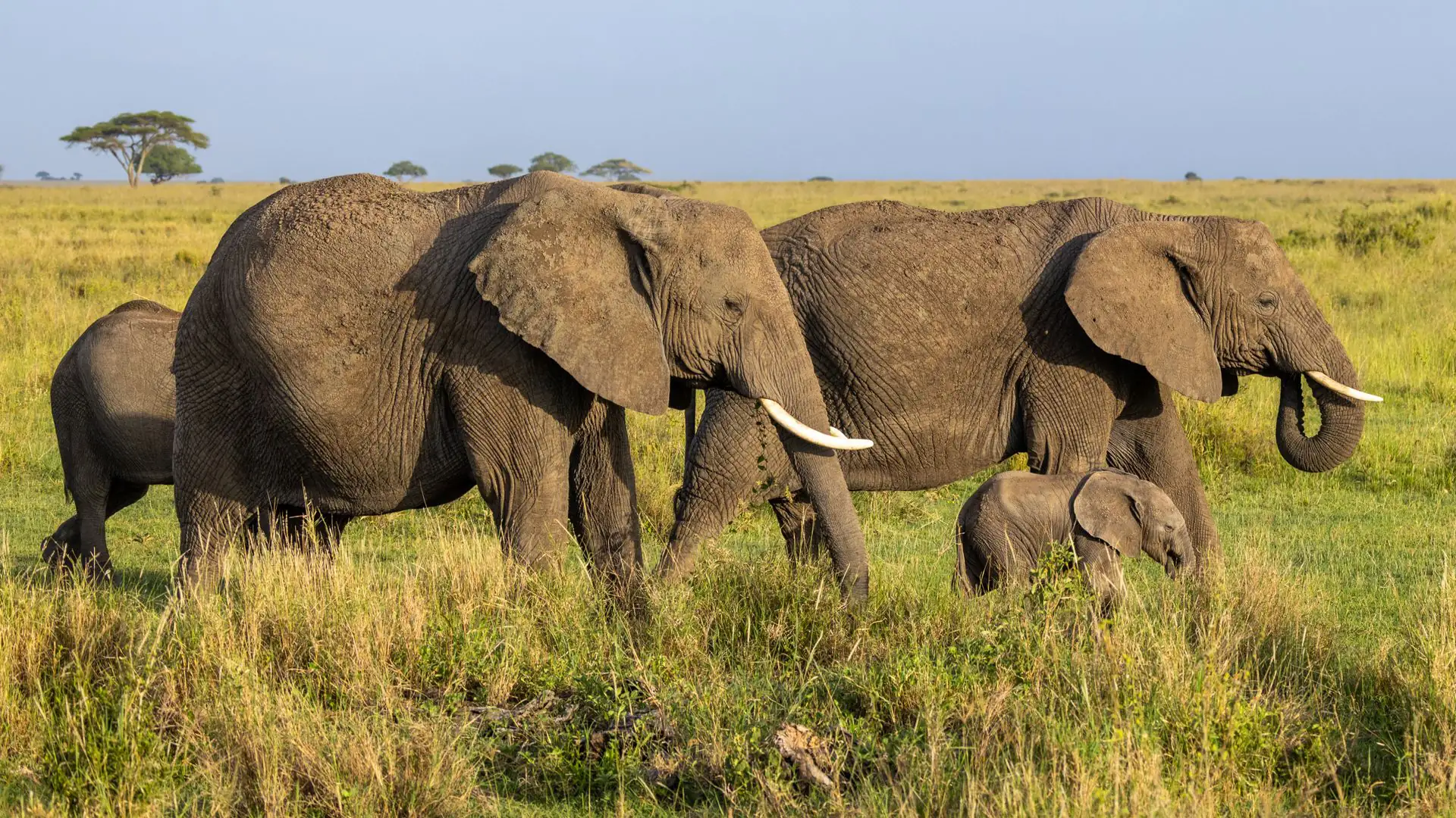 Family Safari