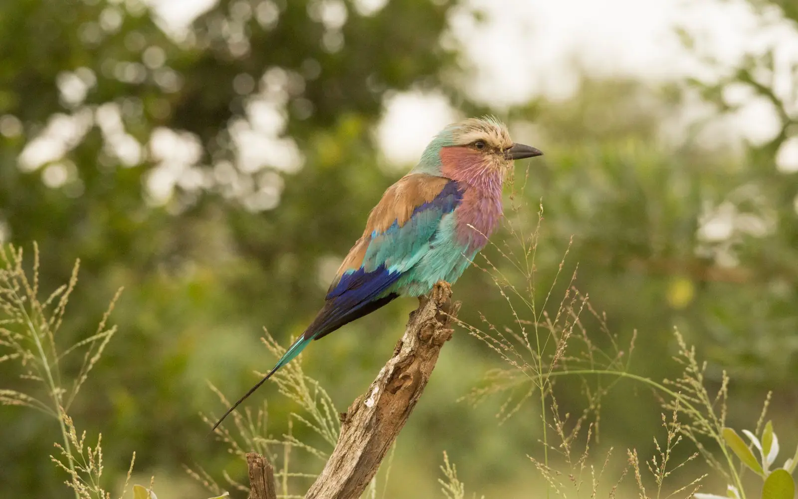 Birdwatching