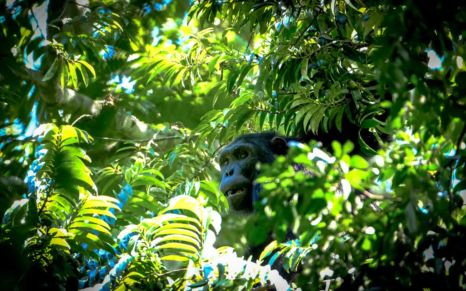 Chimpanzee Trekking