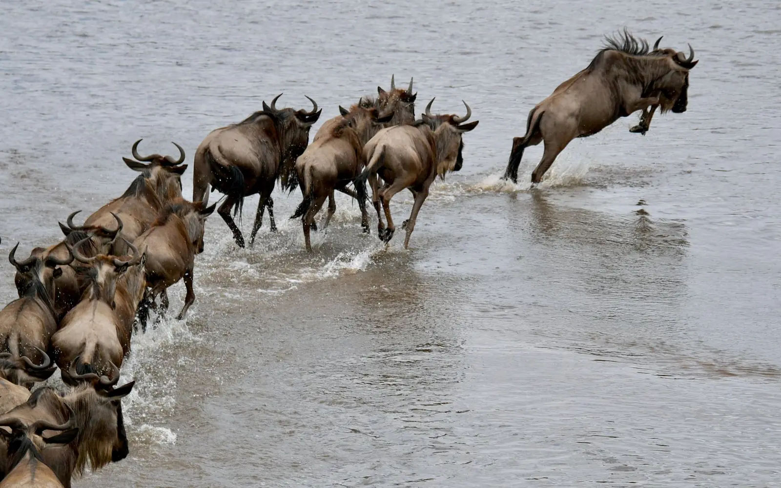 The Great Migration