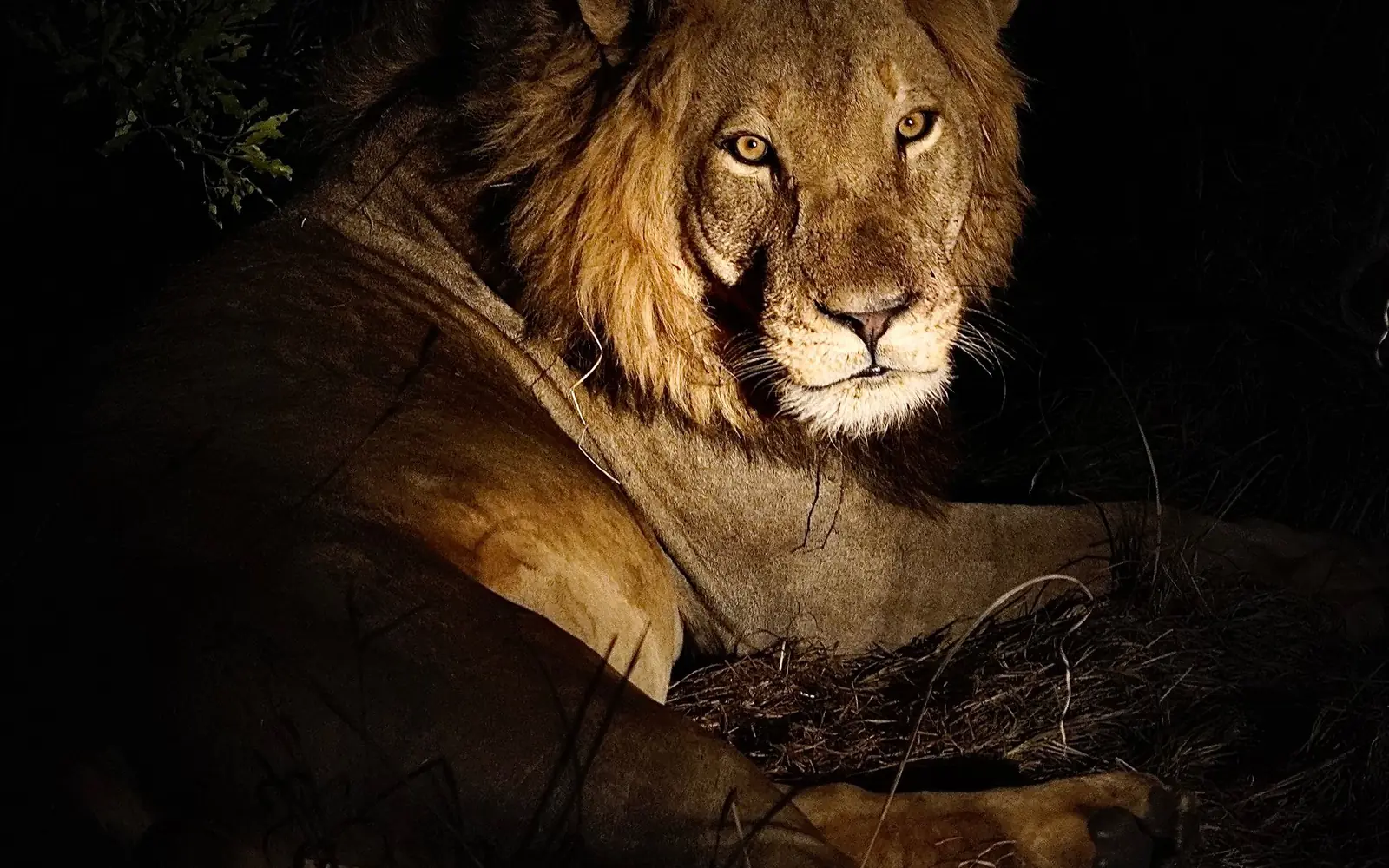 Night Game Drive