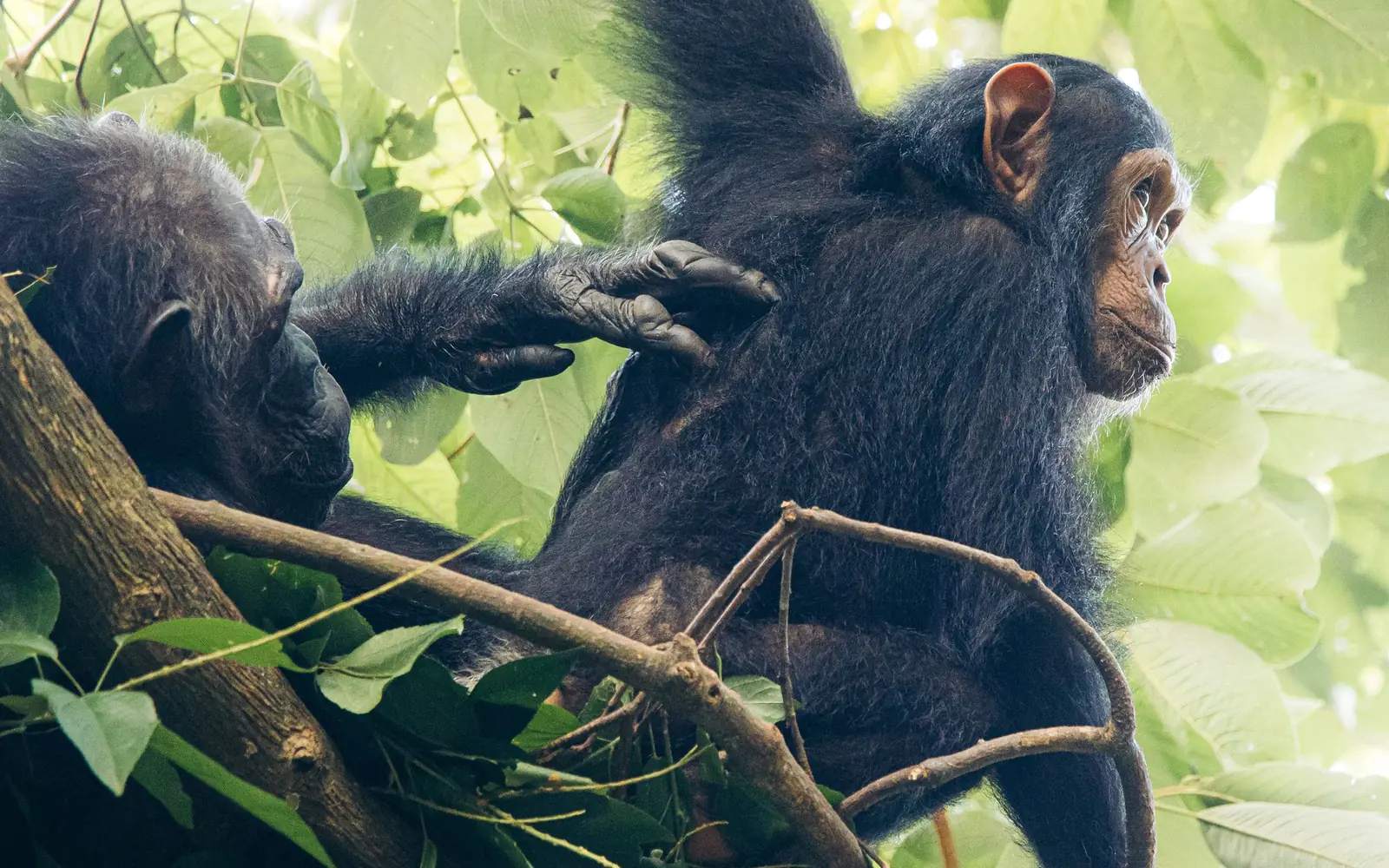 Gombe National Park