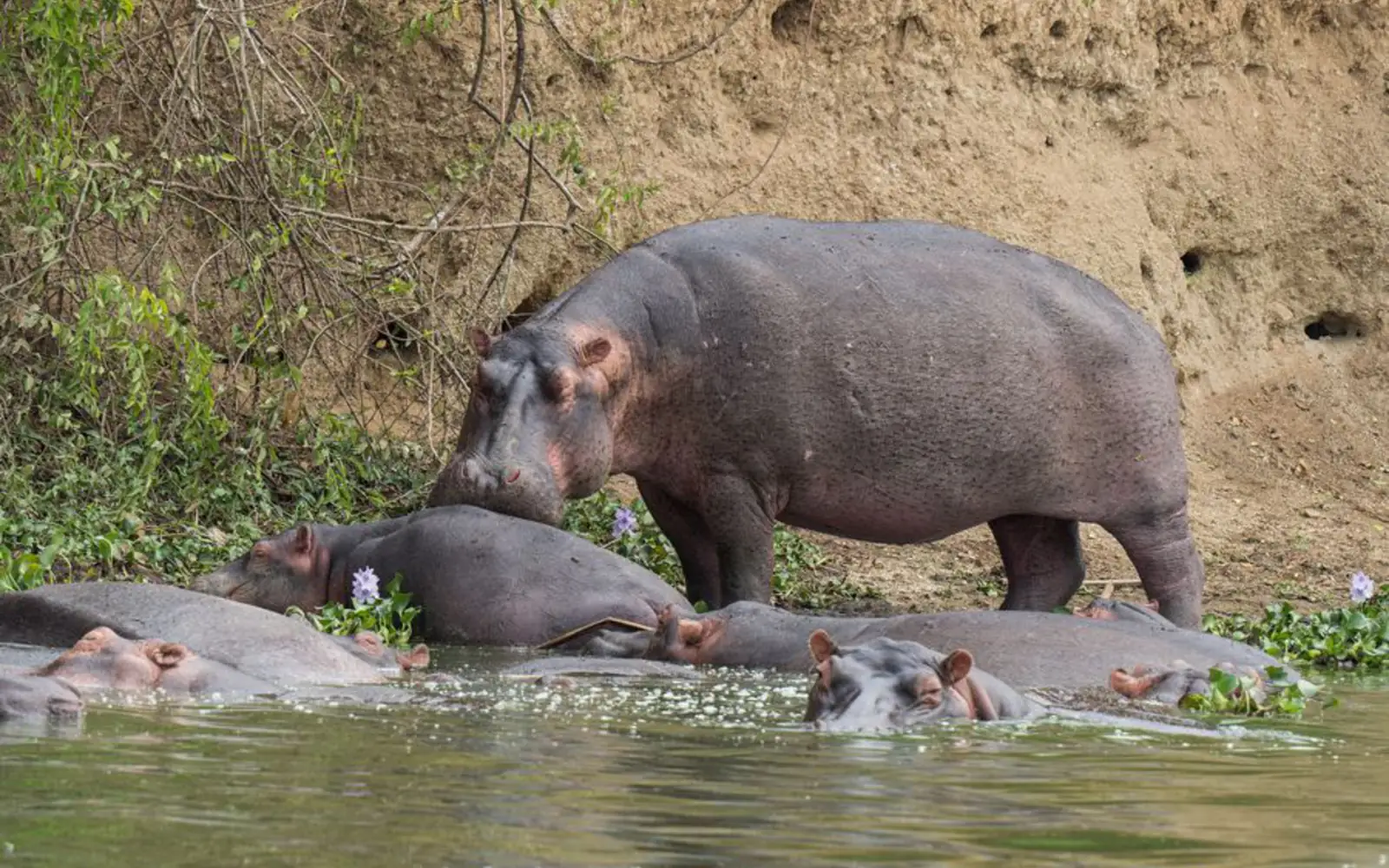 Hippo pods in a shrinking river — Katavi National Park