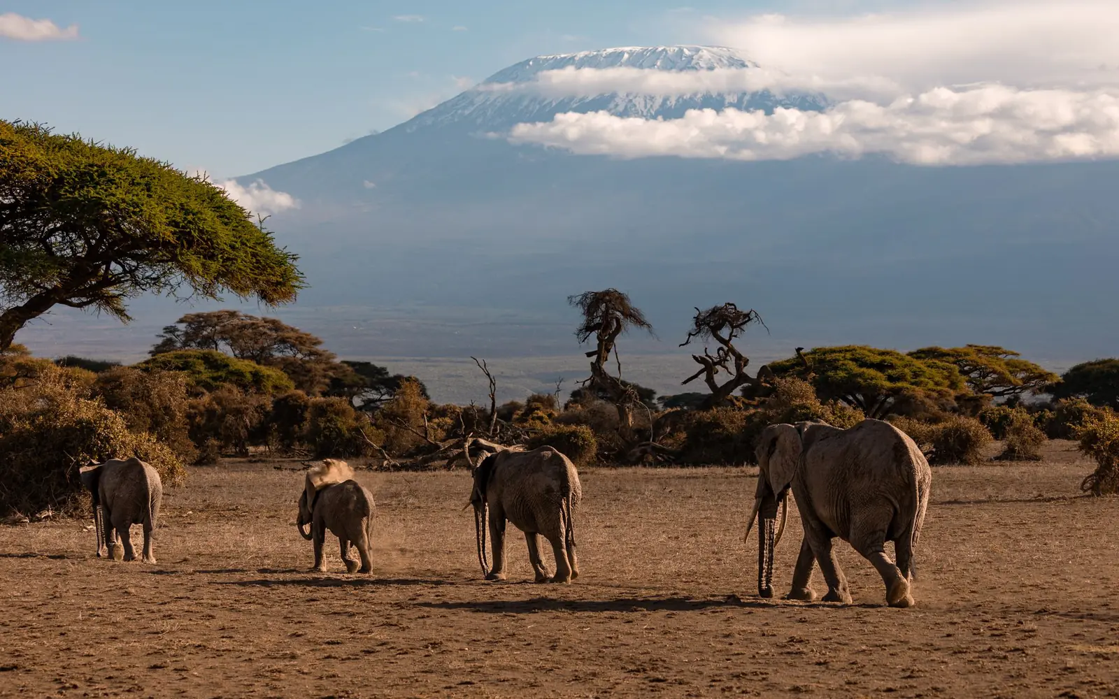 Kilimanjaro Day Hike (Marangu Route)