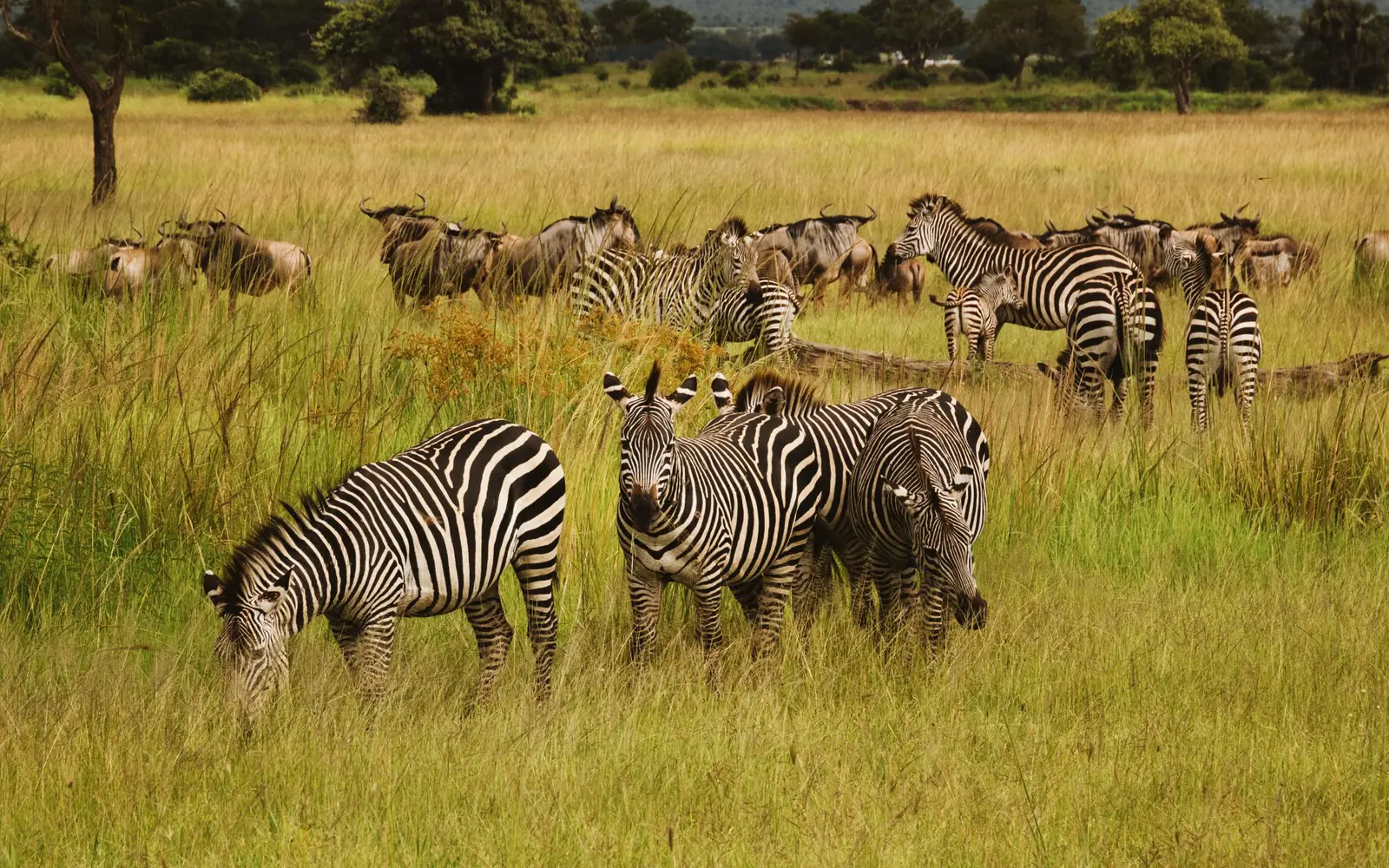 Mikumi National Park