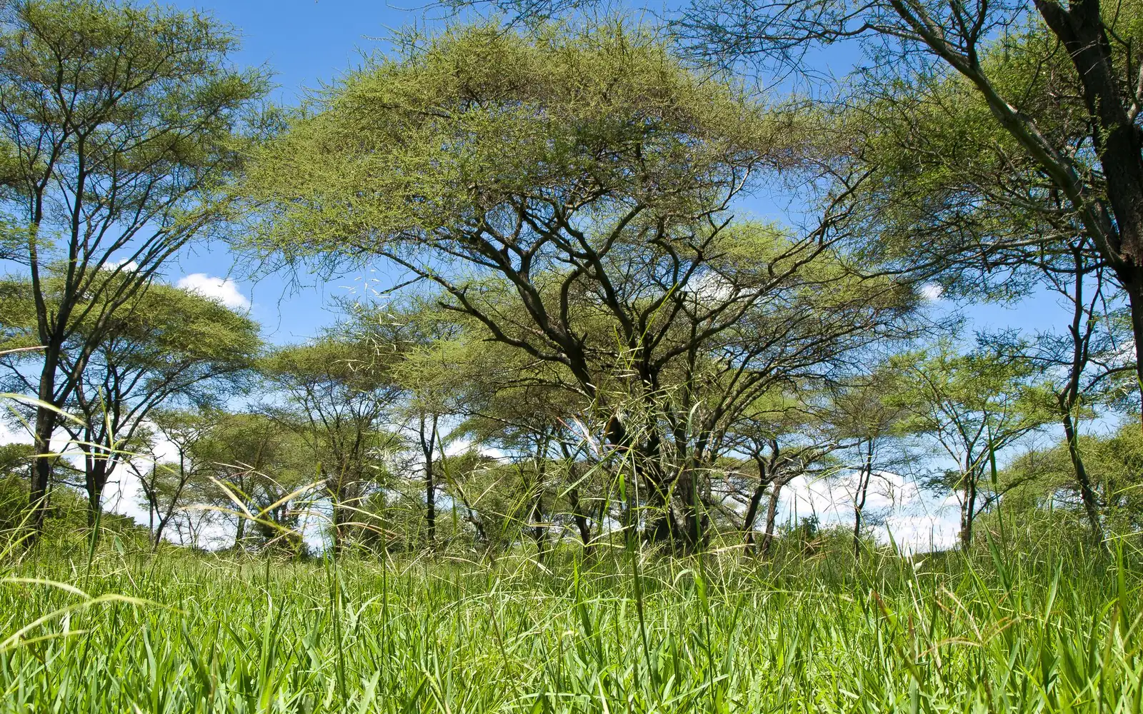 Mkomazi National Park