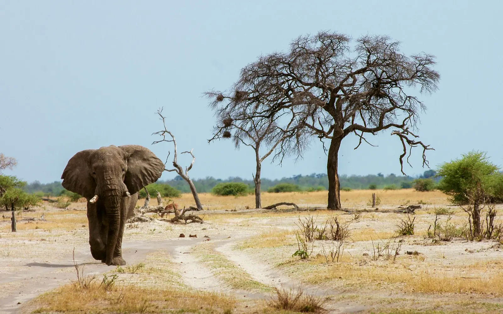 Elephants at a dry-season waterhole — Ruaha National Park