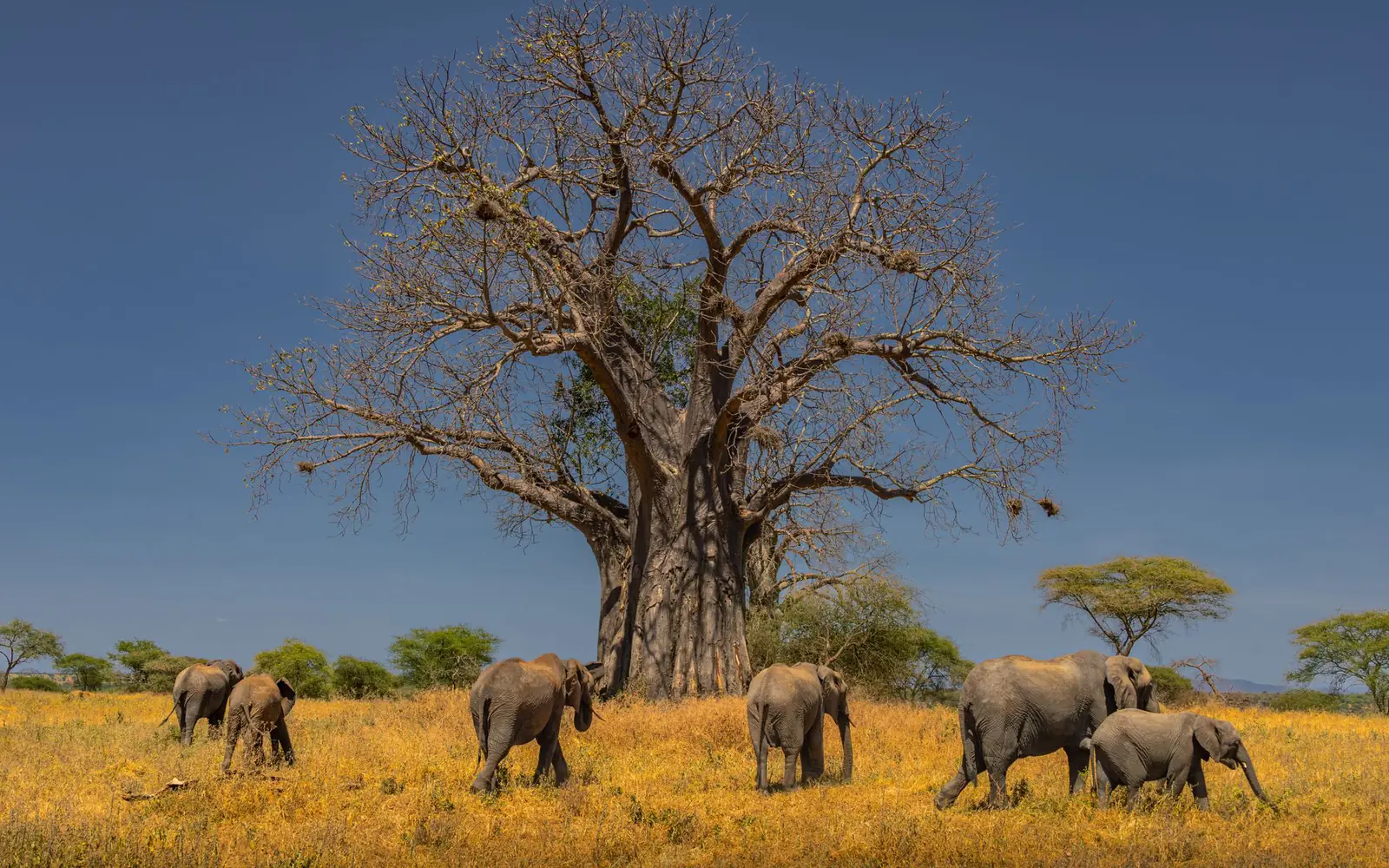 Tarangire National Park