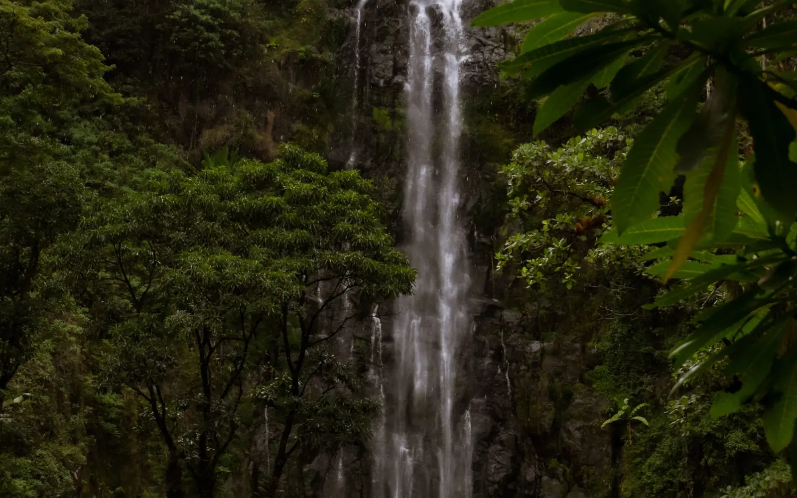 Rainforest and waterfalls of the Eastern Arc — Udzungwa Mountains National Park