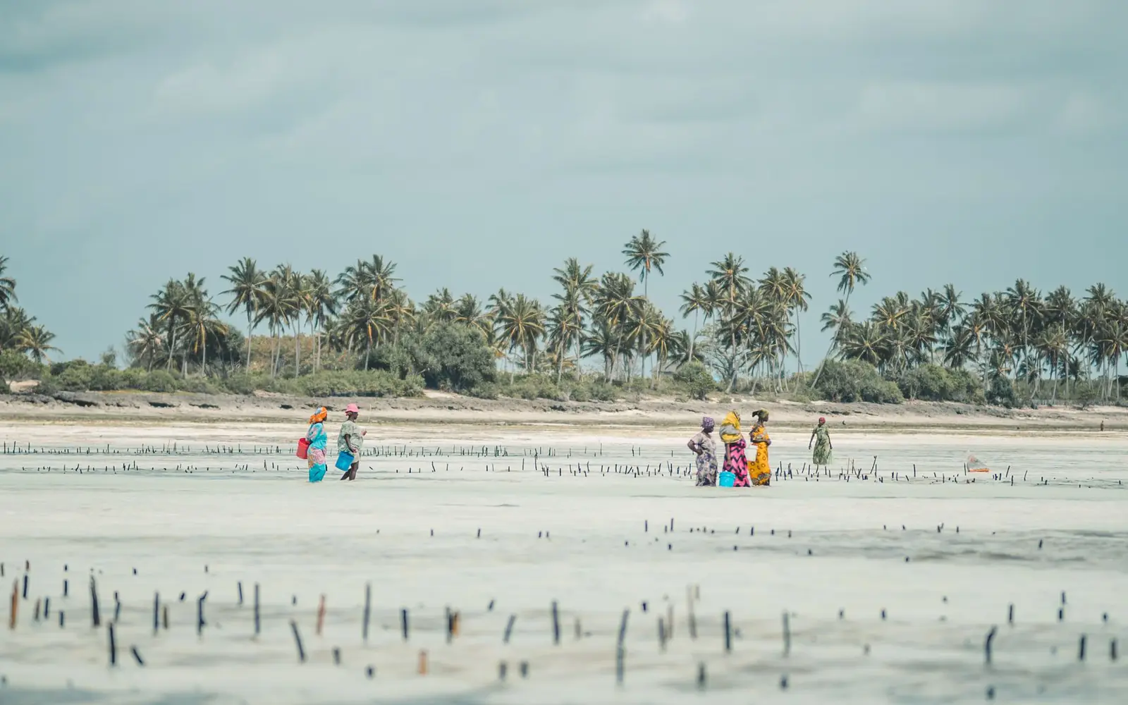 The East Coast & Mnemba Atoll