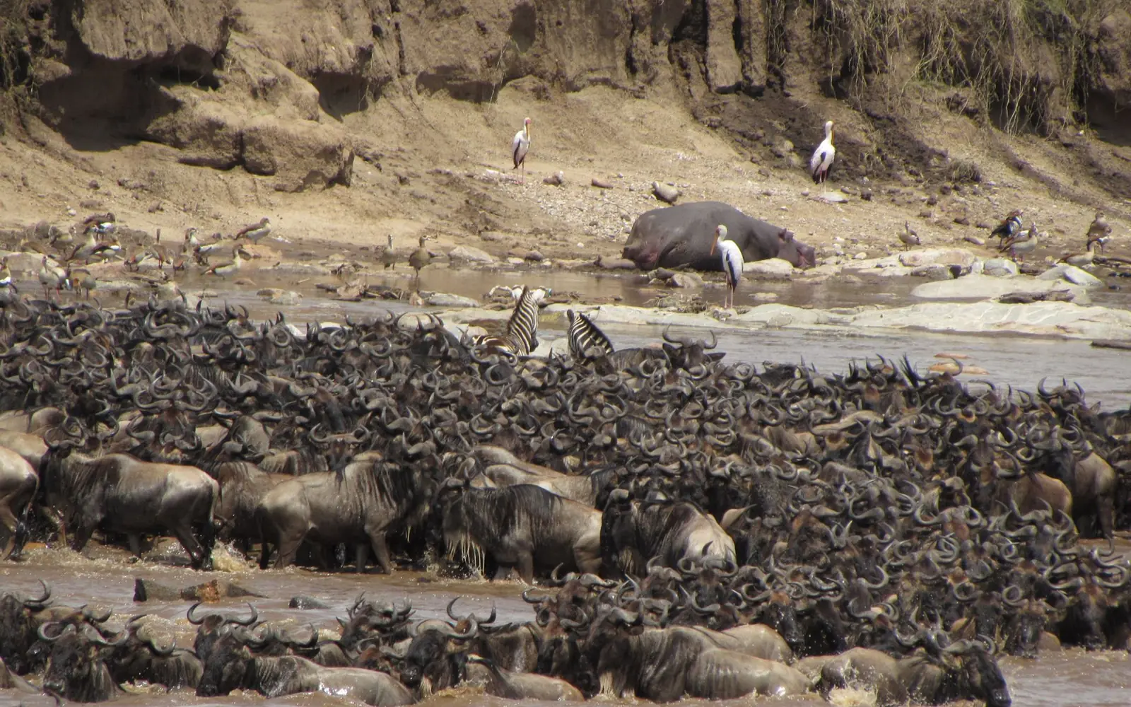 6-Day Great Migration Serengeti Safari