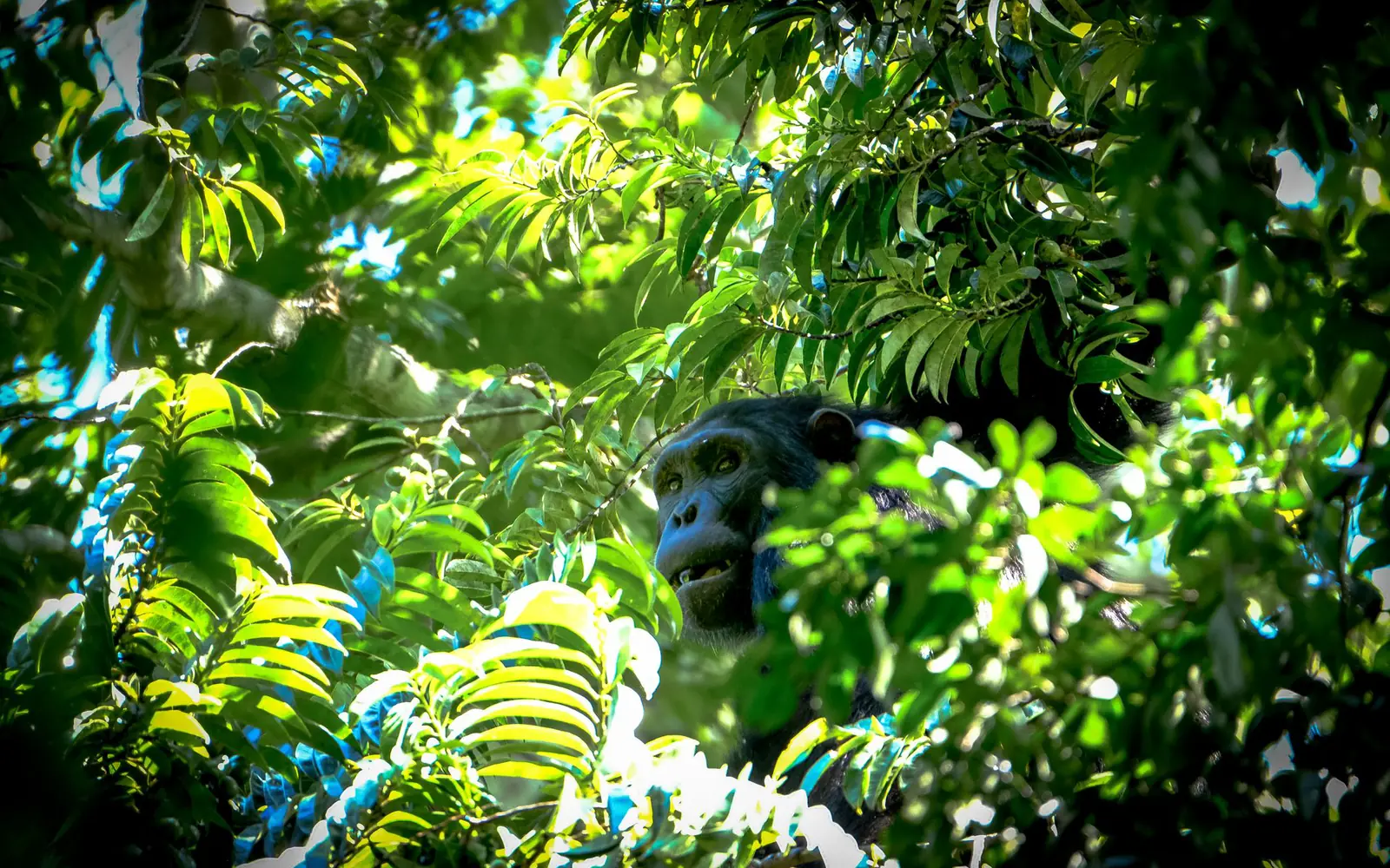 4-Day Mahale Chimpanzee Safari