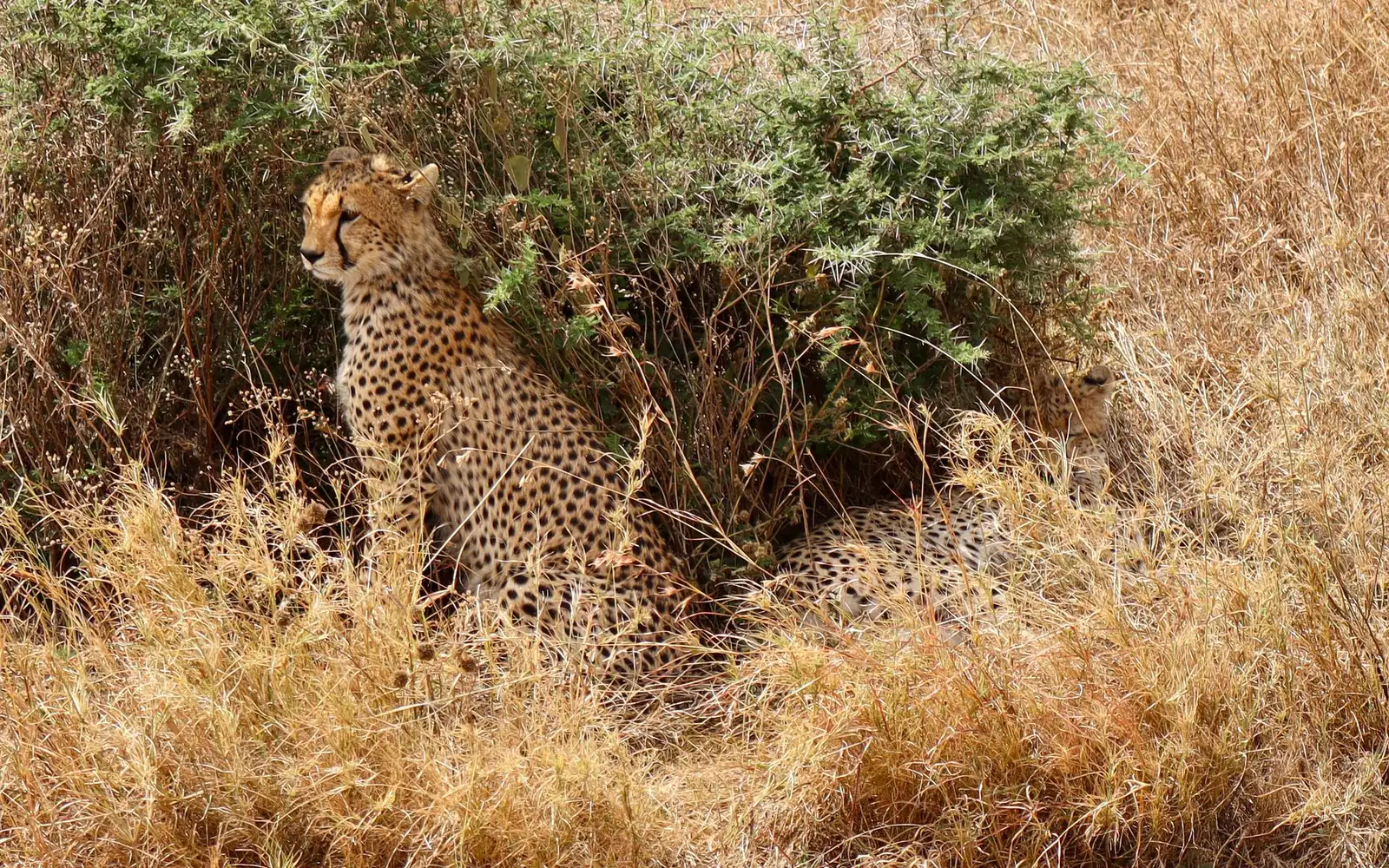 5-Day Serengeti & Ngorongoro Safari