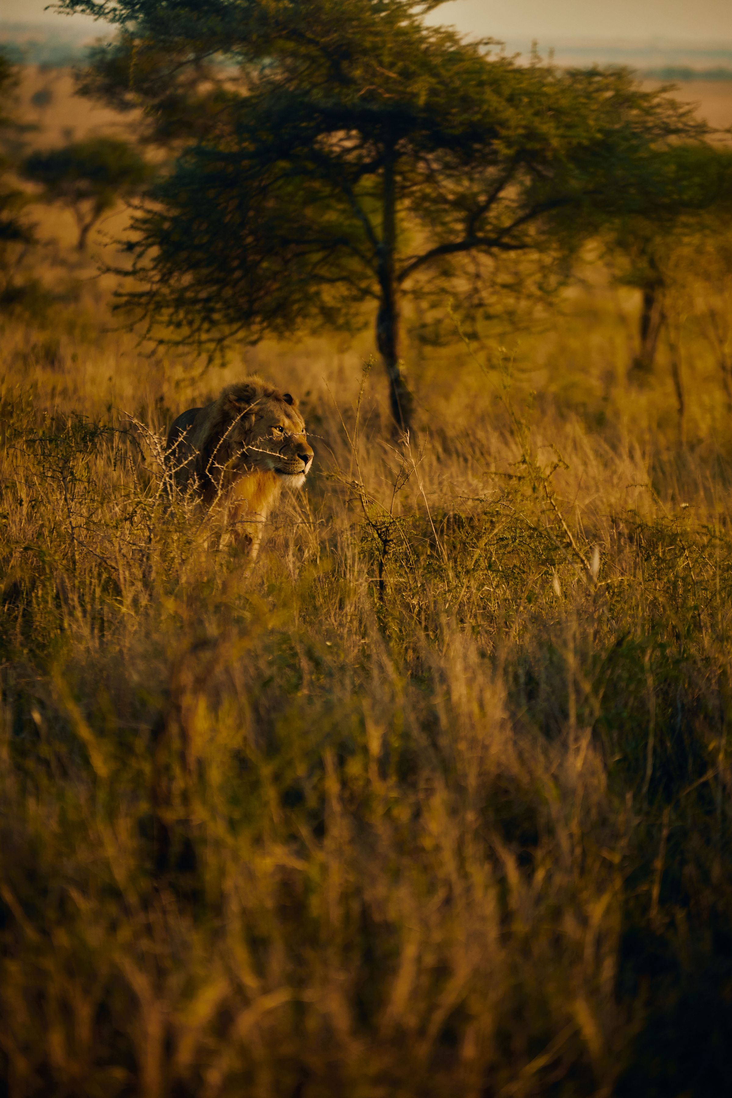 Serengeti National Park — photo 13
