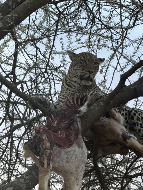 Serengeti National Park — photo 16