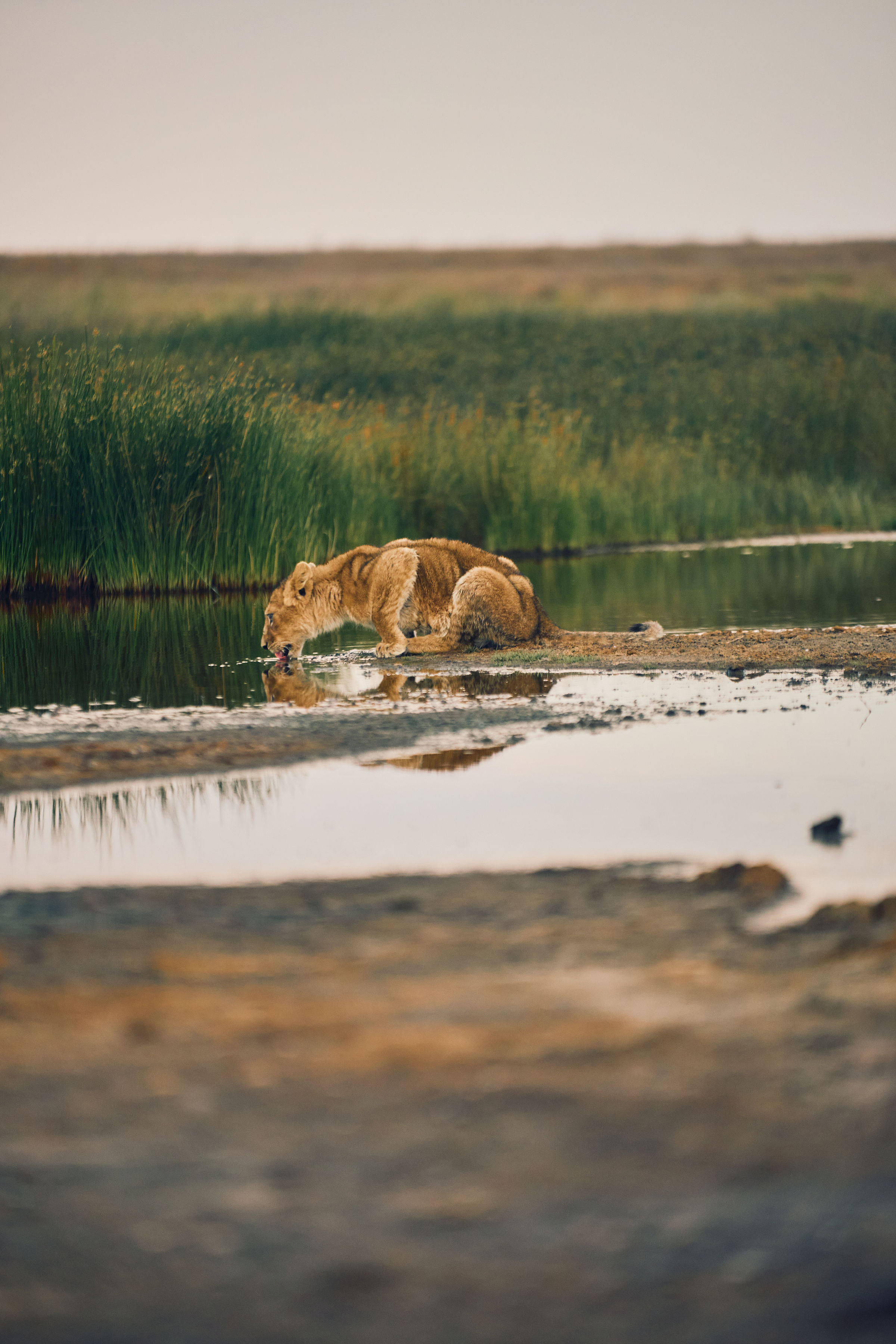 Serengeti National Park — photo 6