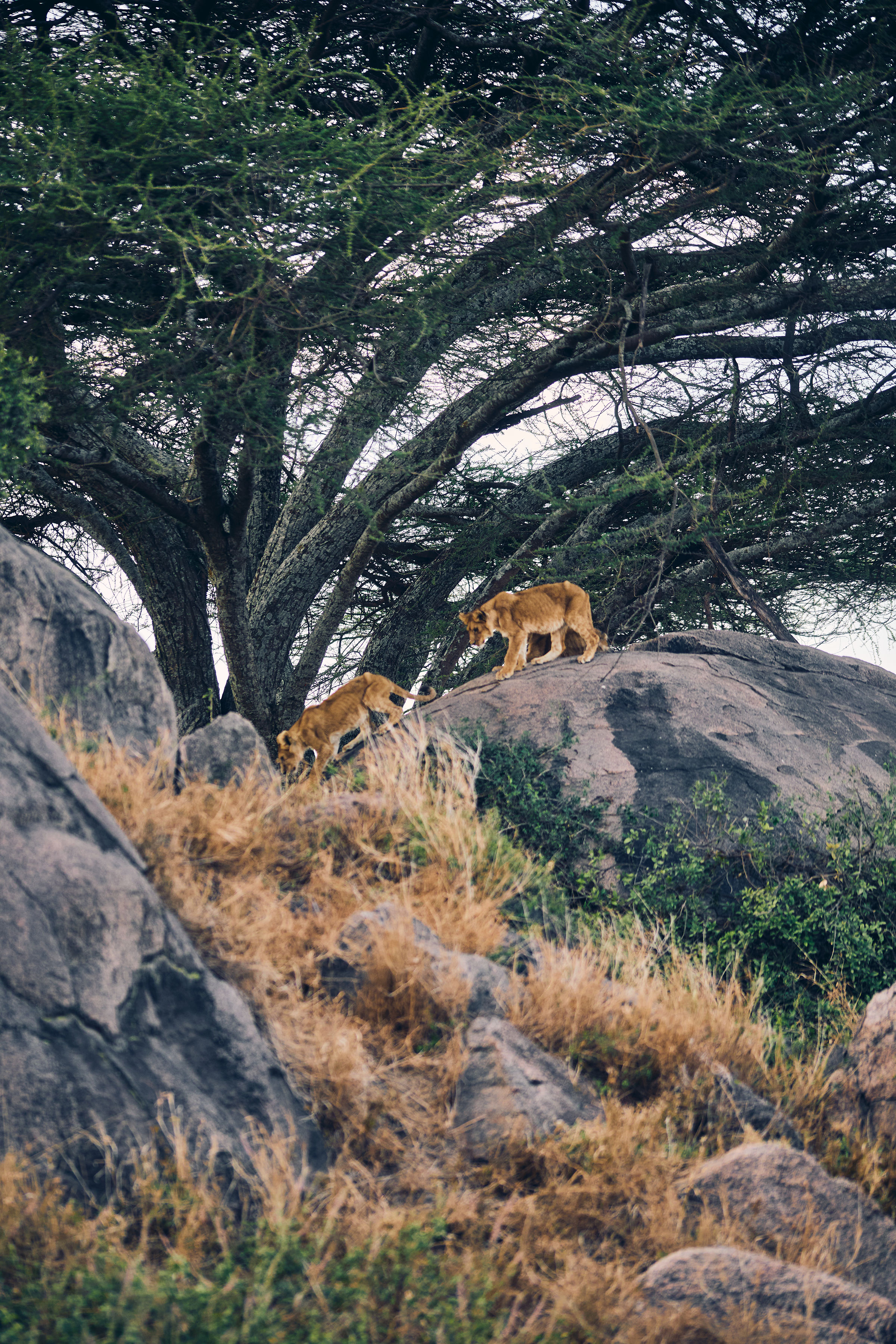 Serengeti National Park — photo 1