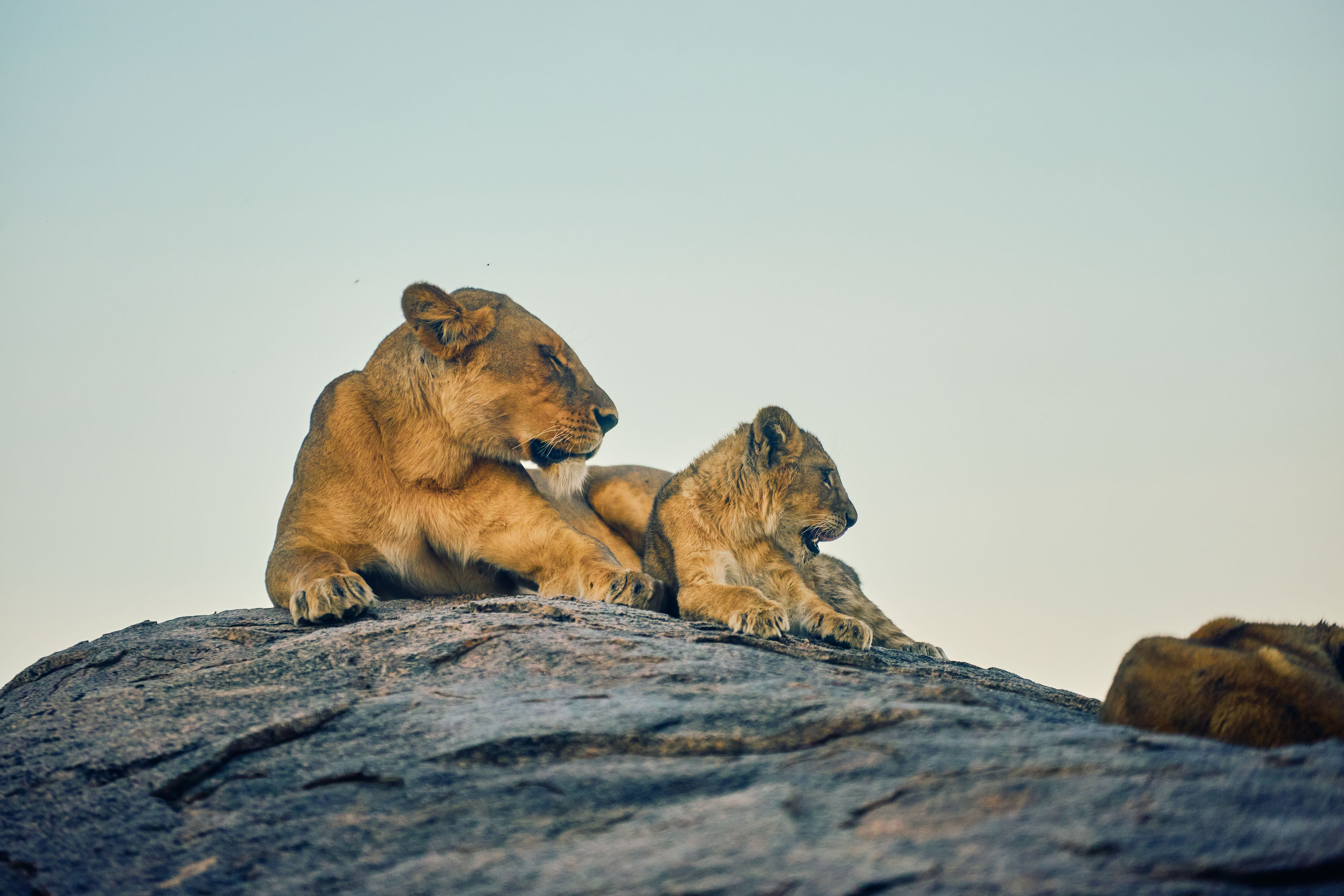 Serengeti National Park — photo 5
