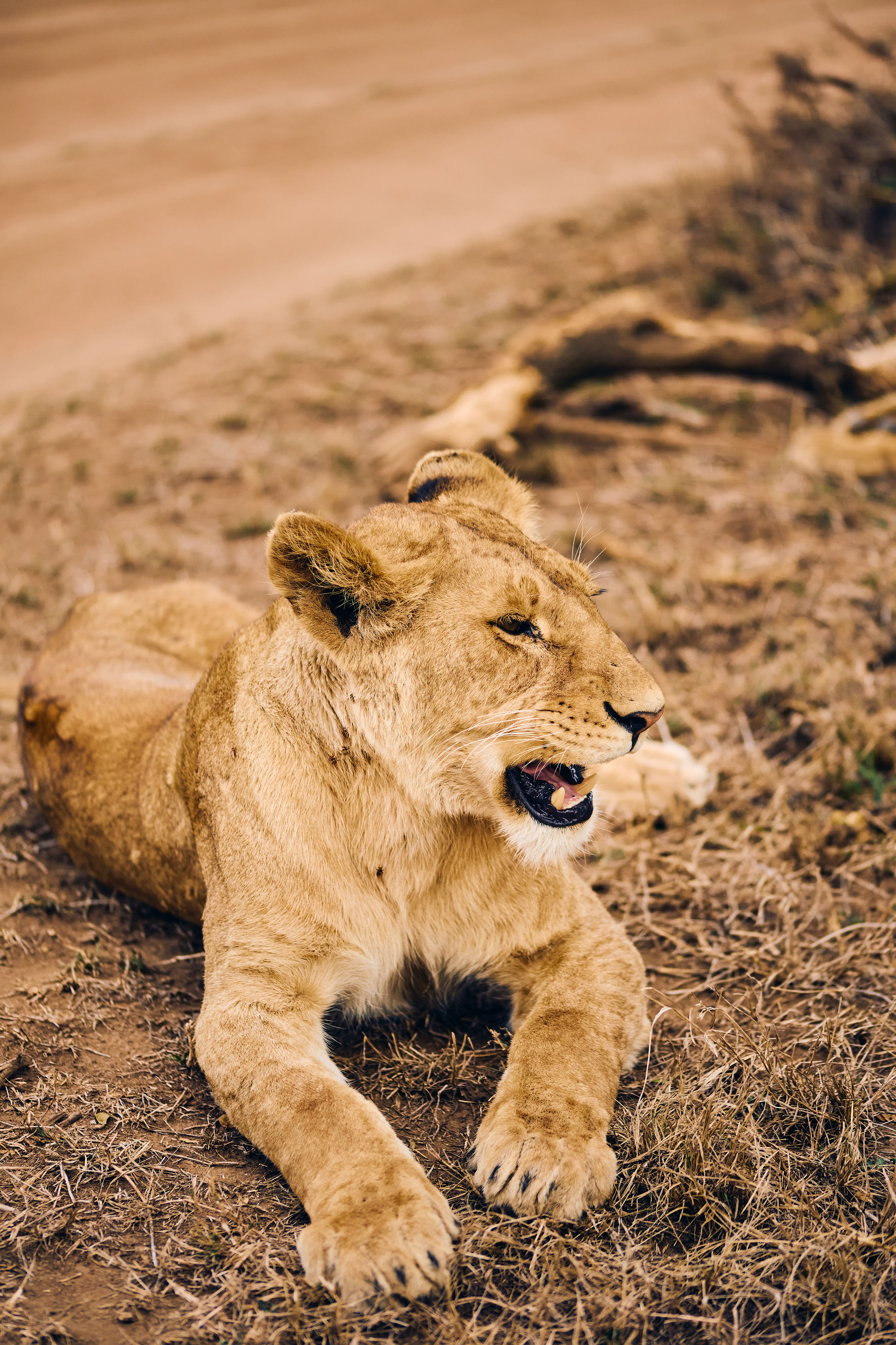 Serengeti National Park — photo 2